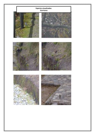 Especies visualizadas:
Gorriones
 