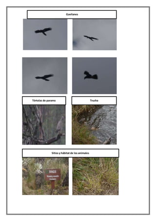 Gavilanes
Tórtolas de paramo Trucha
Sitios y hábitat de los animales
 