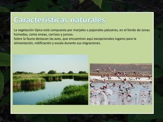 La vegetación típica está compuesta por marjales o pajonales palustres, en el fondo de zonas
húmedas, como eneas, carrizos y juncos.
Sobre la fauna destacan las aves, que encuentran aquí excepcionales lugares para la
alimentación, nidificación y escala durante sus migraciones.
 