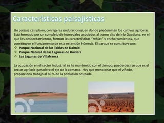 Un paisaje casi plano, con ligeras ondulaciones, en donde predominan los cultivos agrícolas.
Está formado por un complejo de humedales asociados al tramo alto del río Guadiana, en el
que los desbordamientos, forman las características “tablas” y encharcamientos, que
constituyen el fundamento de esta extensión húmeda. El parque se constituye por:
 Parque Nacional de las Tablas de Daimiel
 Parque Natural de las Lagunas de Ruidera
 Las Lagunas de Villafranca
La ocupación en el sector industrial se ha mantenido con el tiempo, puede decirse que es el
sector agrícola-ganadero el eje de la comarca. Hay que mencionar que el viñedo,
proporciona trabajo al 60 % de la población ocupada
 