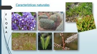Características naturales
F
L
O
R
A
 