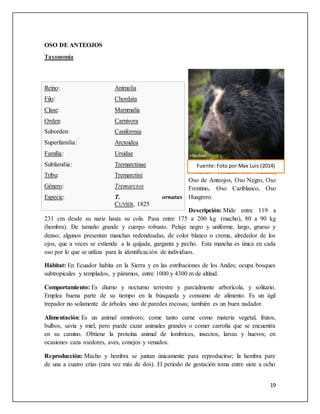19
OSO DE ANTEOJOS
Taxonomía
Nombres comunes: Oso Andino,
Oso de Anteojos, Oso Negro, Oso
Frontino, Oso Cariblanco, Oso
Huagrero.
Descripción: Mide entre 119 a
231 cm desde su nariz hasta su cola. Pasa entre 175 a 200 kg (macho), 80 a 90 kg
(hembra). De tamaño grande y cuerpo robusto. Pelaje negro y uniforme, largo, grueso y
denso; algunos presentan manchas redondeadas, de color blanco o crema, alrededor de los
ojos, que a veces se extiende a la quijada, garganta y pecho. Esta mancha es única en cada
oso por lo que se utiliza para la identificación de individuos.
Hábitat: En Ecuador habita en la Sierra y en las estribaciones de los Andes; ocupa bosques
subtropicales y templados, y páramos, entre 1000 y 4300 m de altitud.
Comportamiento: Es diurno y nocturno terrestre y parcialmente arborícola, y solitario.
Emplea buena parte de su tiempo en la búsqueda y consumo de alimento. Es un ágil
trepador no solamente de árboles sino de paredes rocosas; también es un buen nadador.
Alimentación: Es un animal omnívoro; come tanto carne como materia vegetal, frutos,
bulbos, savia y miel, pero puede cazar animales grandes o comer carroña que se encuentra
en su camino. Obtiene la proteína animal de lombrices, insectos, larvas y huevos; en
ocasiones caza roedores, aves, conejos y venados.
Reproducción: Macho y hembra se juntan únicamente para reproducirse; la hembra pare
de una a cuatro crías (rara vez más de dos). El período de gestación toma entre siete a ocho
Reino: Animalia
Filo: Chordata
Clase: Mammalia
Orden: Carnivora
Suborden: Caniformia
Superfamilia: Arctoidea
Familia: Ursidae
Subfamilia: Tremarctinae
Tribu: Tremarctini
Género: Tremarctos
Especie: T. ornatus
CUVIER, 1825
Fuente: Foto por Max Luis (2014)
 