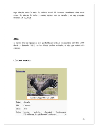 21
cuya olorosa secreción sirve de reclamo sexual. El desarrollo embrionario dura nueve
meses. Se alimenta de hierba y plantas jugosas; vive en manadas y es muy precavido
(Granizo, et. al, 2002).
AVES
El número total de especies de aves que habitan en la RECC se encuentran entre 500 y 600
(Freile y Santander 2005), en los últimos estudios realizados se dice que existen 689
especies.
CÓNDOR ANDINO
Taxonomía
Reino: Animalia
Filo: Chordata
Clase: Aves
Orden: Incertae sedis (en discusión) (posiblemente
Falconiformes, Accipitriformes,Ciconiiformes, o
Fuente: Foto por Max Luis (2014)
 