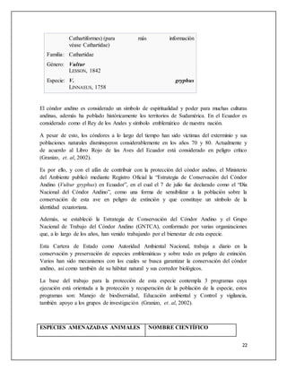22
Cathartiformes) (para más información
véase Cathartidae)
Familia: Cathartidae
Género: Vultur
LESSON, 1842
Especie: V. gryphus
LINNAEUS, 1758
El cóndor andino es considerado un símbolo de espiritualidad y poder para muchas culturas
andinas, además ha poblado históricamente los territorios de Sudamérica. En el Ecuador es
considerado como el Rey de los Andes y símbolo emblemático de nuestra nación.
A pesar de esto, los cóndores a lo largo del tiempo han sido víctimas del exterminio y sus
poblaciones naturales disminuyeron considerablemente en los años 70 y 80. Actualmente y
de acuerdo al Libro Rojo de las Aves del Ecuador está considerado en peligro crítico
(Granizo, et. al, 2002).
Es por ello, y con el afán de contribuir con la protección del cóndor andino, el Ministerio
del Ambiente publicó mediante Registro Oficial la “Estrategia de Conservación del Cóndor
Andino (Vultur gryphus) en Ecuador”, en el cual el 7 de julio fue declarado como el “Día
Nacional del Cóndor Andino”, como una forma de sensibilizar a la población sobre la
conservación de esta ave en peligro de extinción y que constituye un símbolo de la
identidad ecuatoriana.
Además, se estableció la Estrategia de Conservación del Cóndor Andino y el Grupo
Nacional de Trabajo del Cóndor Andino (GNTCA), conformado por varias organizaciones
que, a lo largo de los años, han venido trabajando por el bienestar de esta especie.
Esta Cartera de Estado como Autoridad Ambiental Nacional, trabaja a diario en la
conservación y preservación de especies emblemáticas y sobre todo en peligro de extinción.
Varios han sido mecanismos con los cuales se busca garantizar la conservación del cóndor
andino, así como también de su hábitat natural y sus corredor biológicos.
La base del trabajo para la protección de esta especie contempla 3 programas cuya
ejecución está orientada a la protección y recuperación de la población de la especie, estos
programas son: Manejo de biodiversidad, Educación ambiental y Control y vigilancia,
también apoyo a los grupos de investigación (Granizo, et. al, 2002).
ESPECIES AMENAZADAS ANIMALES NOMBRE CIENTÍFICO
 