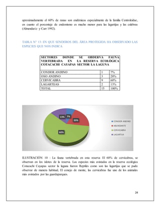 24
aproximadamente el 60% de ranas son endémicas especialmente de la familia Centroleidae,
en cuanto el porcentaje de endemismo es mucho menor para las lagartijas y las culebras
(Almendariz y Carr 1992).
TABLA N° 13: EN QUE SENDEROS DEL ÁREA PROTEGIDA HA OBSERVADO LAS
ESPECIES QUE NOS INDICA
SECTORES DONDE SE OBDERVA FAUNA
VERTEBRADA EN LA RESERVA ECOLÓGICA
COTACACHI CAYAPAS SECTOR LA LAGUNA
CONDOR ANDINO 1 7%
OSO ANDINO 3 20%
CERVICABRA 9 60%
LAGARTIJAS 2 13%
TOTAL 15 100%
ILUSTRACIÓN 10 : La fauna vertebrada en esta reserva El 60% de cervicabras, se
observan en los islotes de la reserva. Las especies más avistadas en la reserva ecológica
Cotacachi Cayapas sector la laguna fueron Reptiles como son las lagartijas que se pudo
observar de manera habitual, El conejo de monte, las cervicabras fue uno de los animales
más avistados por las guardaparques.
7%
20%
60%
13%
CONDOR ANDINO
ABUNDANTE
CERVICABRA
LAGARTIJA
 
