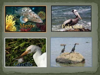 Mero Pelicano
Garcilla Cormoranes
 