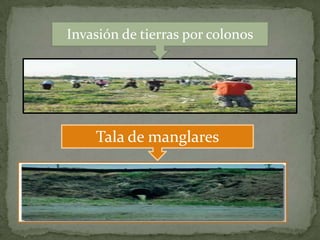Invasión de tierras por colonos
Tala de manglares
 