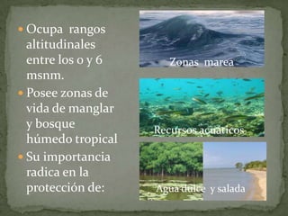  Ocupa rangos
altitudinales
entre los 0 y 6
msnm.
 Posee zonas de
vida de manglar
y bosque
húmedo tropical
 Su importancia
radica en la
protección de:
Zonas marea
Recursos acuáticos
Agua dulce y salada
 