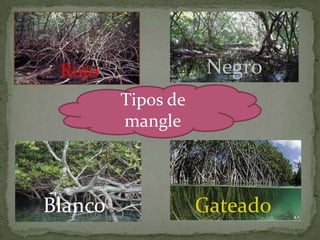 Rojo Negro
Blanco Gateado
Tipos de
mangle
 