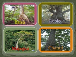 Balsa
Majagua Chanul
Roble
 