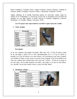 6
Elenia Crestiblanca, Cachudito Torito, Cotinga Crestirroja, Soterrey Sabanero, Candelita de
Anteojos, Reinita Crestinegra, Picocono Cinéreo y Matorralero Nuquirrufo Norteño.
Algunos individuos de la Estrella Ecuatoriana pueden ser observados cuando visitan los
arbustos de la “Chuquiragua” o Chuquiraga jussieui que se encuentran en los dos lados del
riachuelo. En este lugar también se puede observar al Cinclodes Piquigrueso, Canastero
Dorsilistado y la Tortolita Alinegra. (Navarrete, 2010).
Las 10 especies más representativas en la REA según el presente estudio
1. Vultur gryphus
Taxonomía
Reino Animalia
Filum Chordata
Clase Aves
Orden Incertae sedis
Familia Cathartidae
Género Vultur
Especie Vultur gryphus
Nombre común Cóndor andino
Descripción:
Es las aves voladoras más grandes del mundo. Mide entre 102 a 127cm. De punta a punta
de las alas llegan a medir 3,20 m. Pesa aproximadamente de 8 a 15 kg. La cabeza es
desnuda; en el caso del macho es de color rosácea, con la presencia de una cresta y papada;
en la hembra la cabeza es más oscura y no posee cresta ni papada. El ojo de la hembra es de
color rojo, mientras que el macho tiene el ojo color café –verdoso. El resto de su cuerpo es
de color negro, con un collar alrededor del cuello y una franja en sus alas de color blanco.
Los juveniles son de color marrón oscuro y carece del collar blanco.
2. Tremarctos ornatus
Taxonomía
Reino Animalia
Filum Chordata
Clase Mammalia
Orden Carnivora
Familia Ursidae
Género Tremarctos
Especie Tremarctos ornatus
Nombre común Oso andino
 