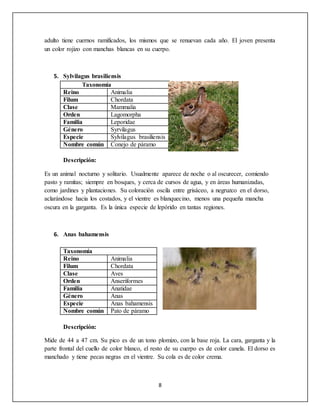 8
adulto tiene cuernos ramificados, los mismos que se renuevan cada año. El joven presenta
un color rojizo con manchas blancas en su cuerpo.
5. Sylvilagus brasiliensis
Taxonomía
Reino Animalia
Filum Chordata
Clase Mammalia
Orden Lagomorpha
Familia Leporidae
Género Syrvilagus
Especie Sylvilagus brasiliensis
Nombre común Conejo de páramo
Descripción:
Es un animal nocturno y solitario. Usualmente aparece de noche o al oscurecer, comiendo
pasto y ramitas; siempre en bosques, y cerca de cursos de agua, y en áreas humanizadas,
como jardines y plantaciones. Su coloración oscila entre grisáceo, a negruzco en el dorso,
aclarándose hacia los costados, y el vientre es blanquecino, menos una pequeña mancha
oscura en la garganta. Es la única especie de lepórido en tantas regiones.
6. Anas bahamensis
Taxonomía
Reino Animalia
Filum Chordata
Clase Aves
Orden Anseriformes
Familia Anatidae
Género Anas
Especie Anas bahamensis
Nombre común Pato de páramo
Descripción:
Mide de 44 a 47 cm. Su pico es de un tono plomizo, con la base roja. La cara, garganta y la
parte frontal del cuello de color blanco, el resto de su cuerpo es de color canela. El dorso es
manchado y tiene pecas negras en el vientre. Su cola es de color crema.
 