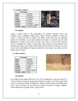 9
7. Lycalopex culpaeus
Taxonomía
Reino Animalia
Filum Chordata
Clase Mammalia
Orden Carnivora
Familia Canidae
Género Lycalopex
Especie Lycalopex culpaeus
Nombre común Lobo de páramo
Descripción:
Cabeza y hocico anchos y bien pronunciados, de apariencia triangular. Orejas muy
evidentes, rectas y triangulares. Pelaje largo y tupido. El dorso, incluyendo la cabeza, las
orejas y el cuello así como las piernas y los flancos sonde color rojizo con apariencia
leonada. En la barbilla y en las partes inferiores del cuerpo, se observan zonas de color
blanquecino. La grupa es más oscura, de rojiza a gris oscuro. La cola es corta, alcanza el
50% de la longitud de la cabeza y cuerpo juntos, larga, peluda y de color grisáceo con la
punta de color negro y una mancha oscura dorsal cerca de su base. Las piernas y las patas
son de color rojizo brillante sin manchas ni parches de color negro. Los machos son más
grandes que las hembras.
8. Puma concolor
Taxonomía
Reino Animalia
Filum Chordata
Clase Mammalia
Orden Carnivora
Familia Felidae
Género Puma
Especie Puma concolor
Nombre común Puma
Descripción:
Es un felino de gran tamaño mide entre 149 a 250 cm incluyendo su cola, pesa entre 29 y
120 kg. Siendo el macho más grande que la hembra: Su cuerpo es de color marrón rojizo
oscuro y no presenta manchas de ningún tipo. Aunque la región ventral es más pálida que el
dorso. Tiene cola larga y de color negro en la punta, sus piernas son largas y delgadas.
Cabeza relativamente pequeña, hocico y orejas cortos.
 