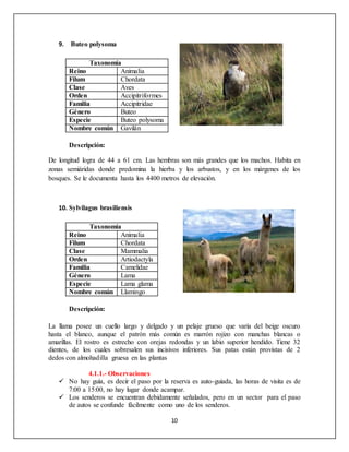 10
9. Buteo polysoma
Taxonomía
Reino Animalia
Filum Chordata
Clase Aves
Orden Accipitriformes
Familia Accipitridae
Género Buteo
Especie Buteo polysoma
Nombre común Gavilán
Descripción:
De longitud logra de 44 a 61 cm. Las hembras son más grandes que los machos. Habita en
zonas semiáridas donde predomina la hierba y los arbustos, y en los márgenes de los
bosques. Se le documenta hasta los 4400 metros de elevación.
10. Sylvilagus brasiliensis
Taxonomía
Reino Animalia
Filum Chordata
Clase Mammalia
Orden Artiodactyla
Familia Camelidae
Género Lama
Especie Lama glama
Nombre común Llamingo
Descripción:
La llama posee un cuello largo y delgado y un pelaje grueso que varía del beige oscuro
hasta el blanco, aunque el patrón más común es marrón rojizo con manchas blancas o
amarillas. El rostro es estrecho con orejas redondas y un labio superior hendido. Tiene 32
dientes, de los cuales sobresalen sus incisivos inferiores. Sus patas están provistas de 2
dedos con almohadilla gruesa en las plantas
4.1.1.- Observaciones
 No hay guía, es decir el paso por la reserva es auto-guiada, las horas de visita es de
7:00 a 15:00, no hay lugar donde acampar.
 Los senderos se encuentran debidamente señalados, pero en un sector para el paso
de autos se confunde fácilmente como uno de los senderos.
 