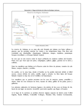 5
Ilustración 2.- Mapa de división de la Reserva Ecológica Antisana
Fuente: (Navarrete, 2010)
La reserva de Antisana en su zona alta está formada por plantas con hojas vellosas y
gruesas, que les permiten soportar los vientos y las temperaturas bajas. Esta flora está
constituida por almohadillas, chuquiraguas, frailejones, musgos, orquídeas, pumamaqui,
bosques de polilepis y el bosque húmedo tropical.
Se cree que en esta reserva existe la mayor población de cóndores andinos del Ecuador.
Otras aves que viven aquí son patos, curiquingues, quilicos, gligles, gaviotas de la sierra y
colibríes.
Entre los mamíferos que habitan en la Reserva están los lobos de páramo, venados de cola
blanca, conejos, chucuris y zorrillos.
En cambio, en la zona baja, donde el hombre no ha podido intervenir debido al difícil
acceso, crecen árboles de cedro, cedrillo, nogal y arrayán. La flora típica del bosque
húmedo tropical es muy rica en la Cordillera de Guacamayos.
Los mamíferos que se pueden encontrar son los osos de anteojos, pumas, armadillos y
monos. Entre las aves destacan los loros, tucanes de altura, gallitos de las peñas, pavas y
gallaretas.
Los páramos salpicados de hermosas lagunas y las piedras de lava seca en formas de ola,
hacen de este lugar un atractivo irresistible para todos aquellos que llegan al Ecuador.
A lo largo de la carretera se podrían observar algunas especies de interés como Colibrí
Gigante, Rayito Brillante, Colacintillo Colinegro, Metalura Tiria, Gralaria Coronicastaña,
 