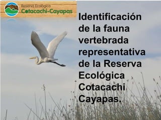 Identificación
de la fauna
vertebrada
representativa
de la Reserva
Ecológica
Cotacachi
Cayapas.
 