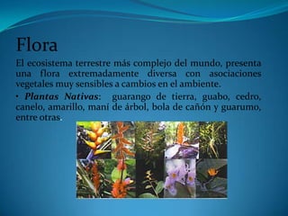  494 especies de aves,  450 especies de peces, 96 especies de anfibios y 91 de reptiles. Los mamíferos no son la excepción en cuanto a diversidad y endemismo en la zona.    Especies Simbólicaságuila arpía, guatusa, armadillo gigante, anguila eléctrica, boas de agua y de tierra, caimán de anteojos, las tortugas terrestres y de agua, grande y pequeña, entre otras, muchas de estas especies se encuentran en peligro de extinción.