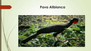 Pava Aliblanca
 