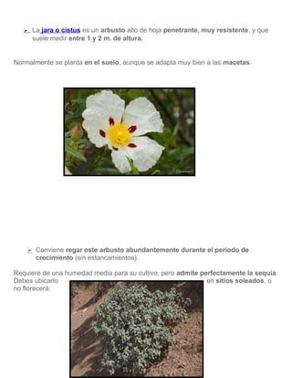  La jara o cistus es un arbusto alto de hoja penetrante, muy resistente, y que
suele medir entre 1 y 2 m. de altura.
Normalmente se planta en el suelo, aunque se adapta muy bien a las macetas.
 Conviene regar este arbusto abundantemente durante el periodo de
crecimiento (sin estancamientos).
Requiere de una humedad media para su cultivo, pero admite perfectamente la sequía.
Debes ubicarlo en sitios soleados, o
no florecerá.
 