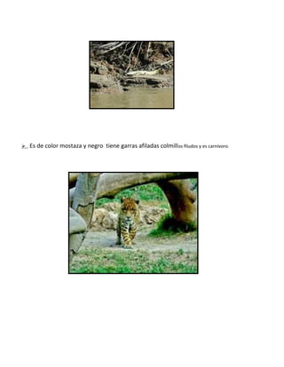  Es de color mostaza y negro tiene garras afiladas colmillos filudos y es carnívoro.
 