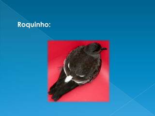 Roquinho: