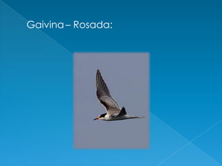 Gaivina– Rosada: