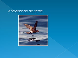 Andorinhãoda serra:
