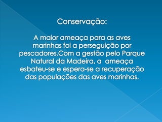 Conservação:A maior ameaça para as aves marinhas foi a perseguição por pescadores.Com a gestão pelo Parque Natural da Madeira, a  ameaça esbateu-se e espera-se a recuperação das populações das aves marinhas. 