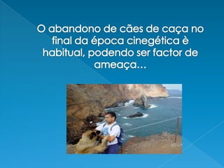O abandono de cães de caça no final da época cinegética è habitual, podendo ser factor de ameaça…