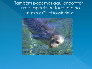 Também podemos aqui encontrar uma espécie de foca rara no mundo: O Lobo-Marinho.