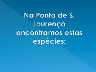 Na Ponta de S. Lourenço encontramos estas espécies: