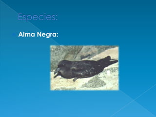 Especies:Alma Negra: