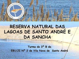 Turma do 3º B da EB1/JI Nº 2 de Vila Nova de  Santo André RESERVA NATURAL DAS LAGOAS DE SANTO ANDRÉ E DA SANCHA 