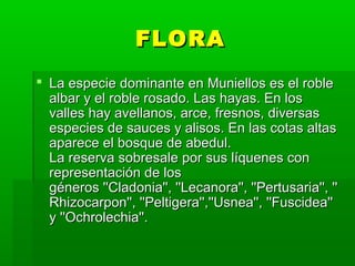 FLORA
 La especie dominante en Muniellos es el roble 
  albar y el roble rosado. Las hayas. En los 
  valles hay avellanos, arce, fresnos, diversas 
  especies de sauces y alisos. En las cotas altas 
  aparece el bosque de abedul.
  La reserva sobresale por sus líquenes con 
  representación de los 
  géneros ''Cladonia'', ''Lecanora'', ''Pertusaria'', ''
  Rhizocarpon'', ''Peltigera'',''Usnea'', ''Fuscidea'' 
  y ''Ochrolechia''.
 