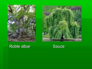   Roble albar                    Sauce
 