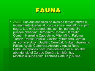 FAUNA
 AVES: Las dos especies de aves de mayor interés e 
  íntimamente ligadas al bosque son el urugallo y el pito  
  negro. Las más abundantes son los páridos. Se 
  pueden observar: Carbonero Común, Herrerillo 
  Común, Herrerillo Capuchino, Mito, Mirlo, Paloma 
  Torcaz, Perdiz Pardilla, Gavilán, yRatonero Común, 
  así como el Azor, Gavilán, Cernícalo Vulgar, Aguilucho 
  Pálido, Águila Culebrera,Alcotán y Águila Real.
  Entre las rapaces nocturnas destaca por su notable 
  abundancia el Cárabo Común; también hay 
  Mochuelo,Búho chico, Lechuza Común y Autillo. 
 