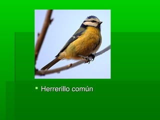  Herrerillo común
 