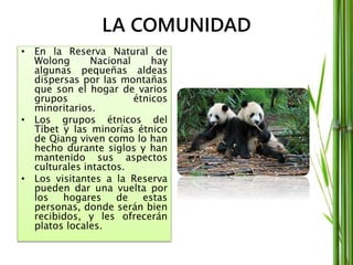 LA COMUNIDAD
• En la Reserva Natural de
Wolong Nacional hay
algunas pequeñas aldeas
dispersas por las montañas
que son el hogar de varios
grupos étnicos
minoritarios.
• Los grupos étnicos del
Tíbet y las minorías étnico
de Qiang viven como lo han
hecho durante siglos y han
mantenido sus aspectos
culturales intactos.
• Los visitantes a la Reserva
pueden dar una vuelta por
los hogares de estas
personas, donde serán bien
recibidos, y les ofrecerán
platos locales.
 