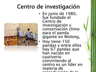 Centro de investigación
• En junio de 1980,
fue fundado el
Centro de
investigación y
conservación chino
para el panda
gigante en Wolong,
• Hoy tiene 150
pandas y entre ellos
hay 67 pandas que
han nacido en
cautiverio
convirtiendo al
centro es un líder en
materia de
 