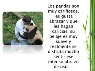 Los pandas son
muy cariñosos,
les gusta
abrazar y que
les hagan
caricias, su
pelaje es muy
suave y
realmente se
disfruta mucho
sentir ese
intenso abrazo
de oso …
 