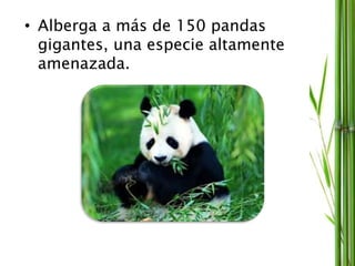 • Alberga a más de 150 pandas
gigantes, una especie altamente
amenazada.
 