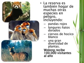 • La reserva es
también hogar de
muchas otras
especies en
peligro,
incluyendo:
– pandas rojos
– langures ñatos
dorados
– ciervos de hocico
blanco
– una gran
diversidad de
plantas.
Wolong recibe
100.000 visitantes
al año
 