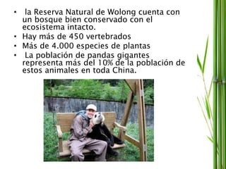 • la Reserva Natural de Wolong cuenta con
un bosque bien conservado con el
ecosistema intacto.
• Hay más de 450 vertebrados
• Más de 4.000 especies de plantas
• La población de pandas gigantes
representa más del 10% de la población de
estos animales en toda China.
 