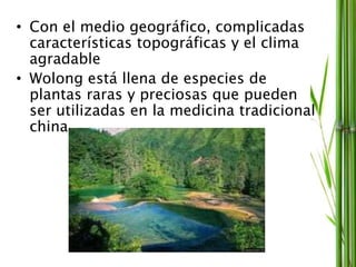 • Con el medio geográfico, complicadas
características topográficas y el clima
agradable
• Wolong está llena de especies de
plantas raras y preciosas que pueden
ser utilizadas en la medicina tradicional
china.
 