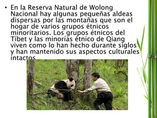 • En la Reserva Natural de Wolong
Nacional hay algunas pequeñas aldeas
dispersas por las montañas que son el
hogar de varios grupos étnicos
minoritarios. Los grupos étnicos del
Tíbet y las minorías étnico de Qiang
viven como lo han hecho durante siglos
y han mantenido sus aspectos culturales
intactos.
 