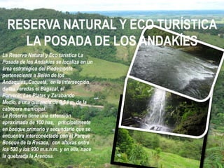 RESERVA NATURAL Y ECO TURÍSTICA
    LA POSADA DE LOS ANDAKÍES
La Reserva Natural y Eco turística La
Posada de los Andakìes se localiza en un
área estratégica del Piedemonte
perteneciente a Belén de los
Andaquíes, Caquetá, en la intersección
de las veredas el Bagazal, el
Porvenir, Las Platas y Zarabando
Medio, a una distancia de 9,5 km. de la
cabecera municipal.
La Reserva tiene una extensión
aproximada de 100 has, principalmente
en bosque primario y secundario que se
encuentra interconectado con el Parque
Bosque de la Resaca, con alturas entre
los 520 y los 930 m.s.n.m. y en ella, nace
la quebrada la Arenosa.
 