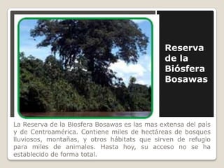 Reserva de la Biósfera Bosawas  La Reserva de la Biosfera Bosawas es las mas extensa del país y de Centroamérica. Contiene miles de hectáreas de bosques lluviosos, montañas, y otros hábitats que sirven de refugio para miles de animales. Hasta hoy, su acceso no se ha establecido de forma total.  