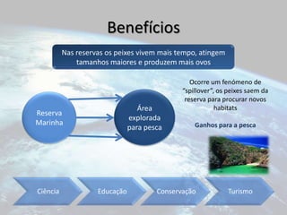 BenefíciosNas reservas os peixes vivem mais tempo, atingem tamanhos maiores e produzem mais ovosOcorre um fenómeno de “spillover”, os peixes saem da reserva para procurar novos habitatsGanhos para a pescaÁrea explorada para pescaReserva Marinha