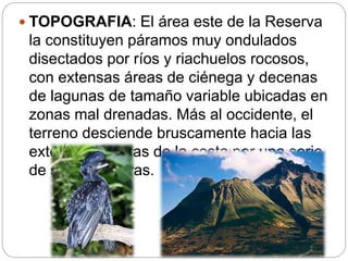  TOPOGRAFIA: El área este de la Reserva
la constituyen páramos muy ondulados
disectados por ríos y riachuelos rocosos,
con extensas áreas de ciénega y decenas
de lagunas de tamaño variable ubicadas en
zonas mal drenadas. Más al occidente, el
terreno desciende bruscamente hacia las
extensas llanuras de la costa por una serie
de sub cordilleras.
 
