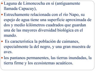  Laguna de Limoncocha en sí (antiguamente
llamada Capucuy),
 Estrechamente relacionada con el río Napo, su
espejo de agua tiene una superficie aproximada de
dos y medio kilómetros cuadrados que guardan
una de las mayores diversidad biológica en el
mundo.
 Es característica la población de caimanes,
especialmente la del negro, y una gran muestra de
aves.
 los pantanos permanentes, las tierras inundadas, la
tierra firme y los ecosistemas acuáticos.
 